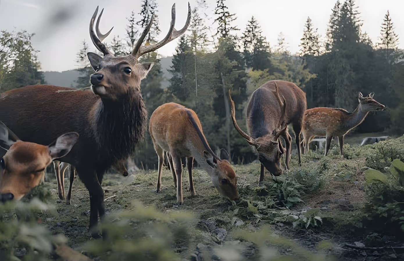 Wildgehege Ausflugsziel nahe St. Blasien im Hochschwarzwald